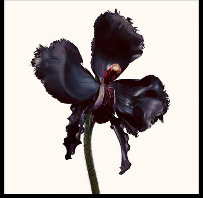 TOM FORD BLACK ORCHID RESERVE PARFUM 100ml - -
